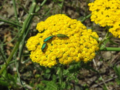 Achillea arabica