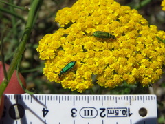 Achillea arabica