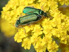 Achillea arabica