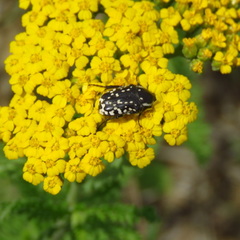 Achillea arabica