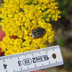 Achillea arabica