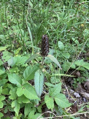 Prunella vulgaris lanceolata
