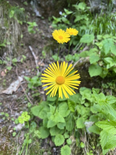 Doronicum carpaticum, photograph 5