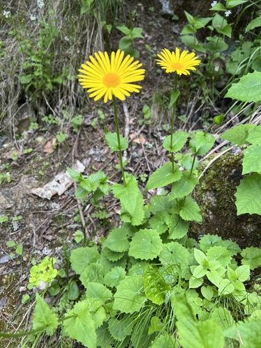 Doronicum carpaticum, photograph 3