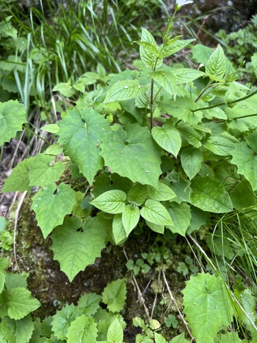 Doronicum carpaticum, photograph 4