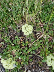 Eriogonum heracleoides