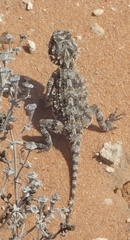 Agama hispida