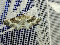 Epirrhoe rivata