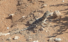 Agama hispida