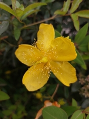 Hypericum