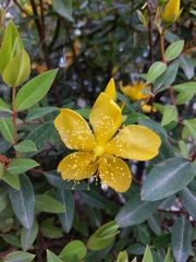 Hypericum