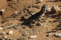 Agama hispida