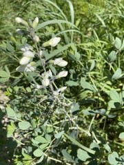 Baptisia alba