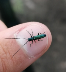 Agapanthiola leucaspis