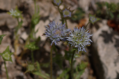 Jasione blepharodon