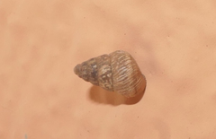 Cochlicella barbara