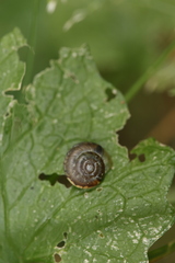 Trochulus striolatus