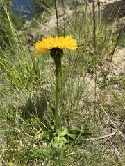 Hypochaeris uniflora
