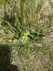 Hypochaeris uniflora