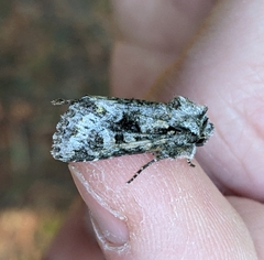 Lacinipolia cuneata