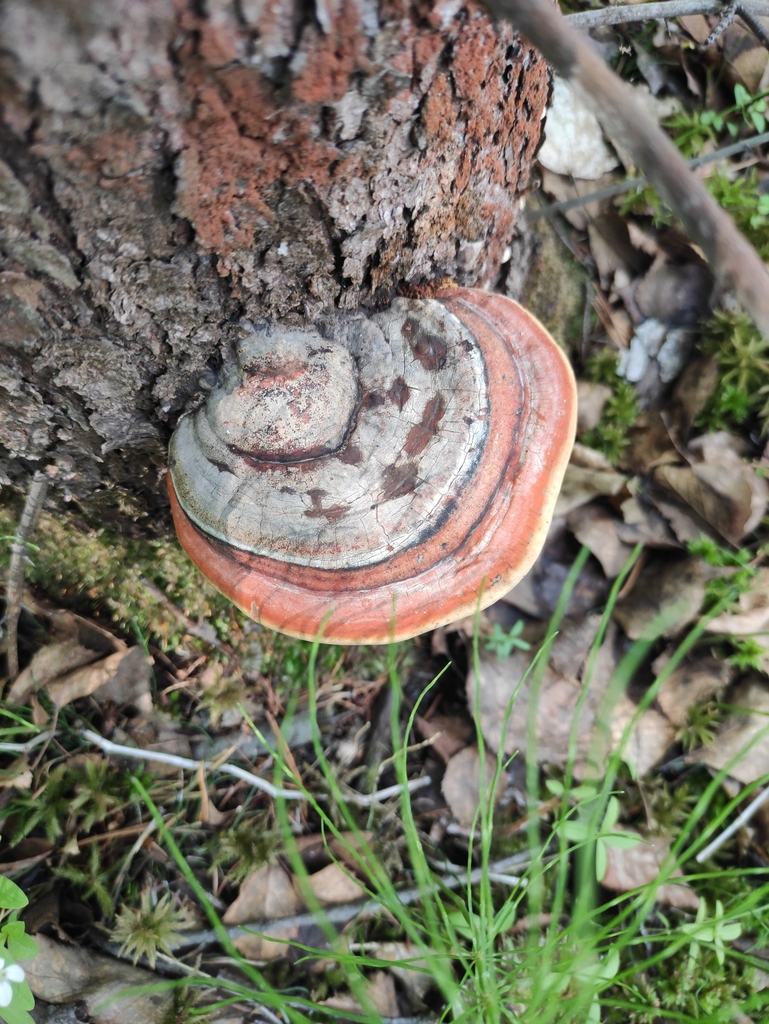 Fomitopsis pinicola · June 2022 · photo: © wrrite (iNaturalist, cc-by)