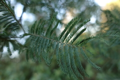 Acacia dealbata dealbata