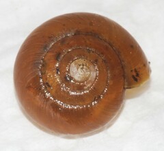 Mesomphix rugeli
