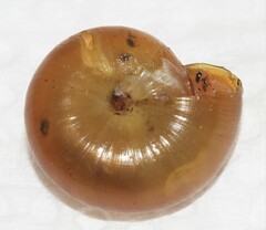 Mesomphix rugeli