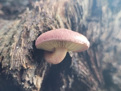 Gymnopilus purpuratus