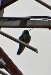 Saucerottia beryllina