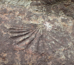 Brachiopoda
