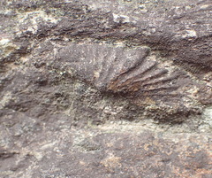 Brachiopoda
