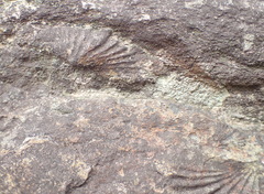 Brachiopoda