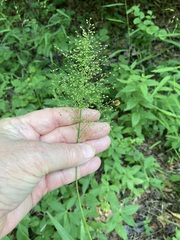 Dichanthelium polyanthes