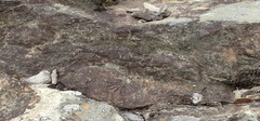 Brachiopoda