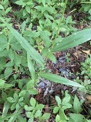 Dichanthelium polyanthes