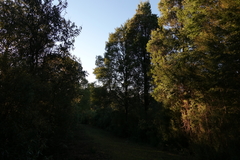 Acacia dealbata dealbata