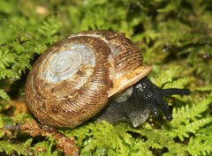 Triodopsis anteridon