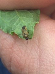 Plagiognathus arbustorum