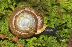 Triodopsis anteridon