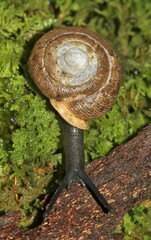 Triodopsis anteridon