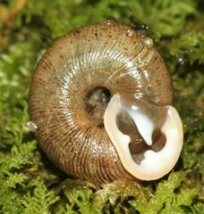 Triodopsis anteridon