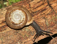 Triodopsis anteridon