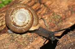 Triodopsis anteridon