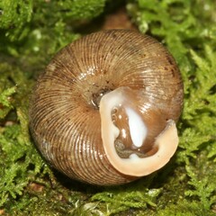 Triodopsis anteridon