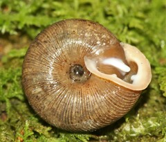 Triodopsis anteridon