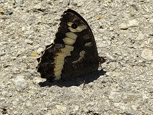 Bijeli šumski vratar (Brintesia circe)