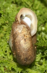 Triodopsis anteridon