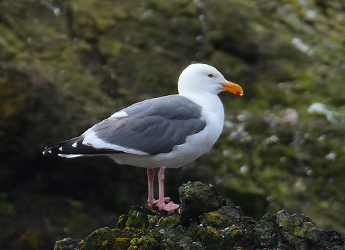 Western Gull, photo 8 of 8
