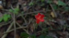 Ruellia brevifolia